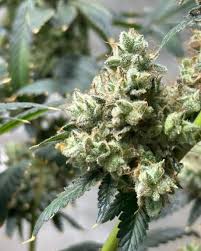 Exploring the Best Weed Seeds Ontario Has to Offer Exploring the Best Weed Seeds Ontario Has to Offer